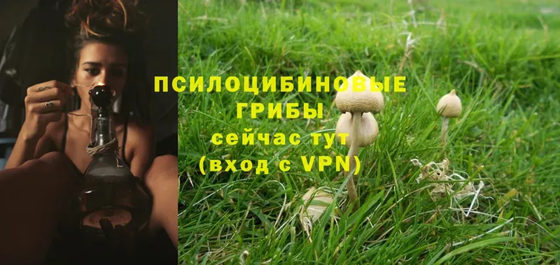 Псилоцибиновые грибы Magic Shrooms  Палласовка 